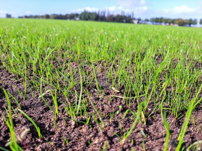 sfeerfoto Graszoden van Graco uit Drenthe